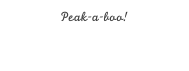 Peak-a-boo!